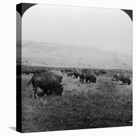 Buffalo, Yellowstone National Park, Usa-HC White-Stretched Canvas