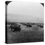 Buffalo, Yellowstone National Park, Usa-HC White-Stretched Canvas