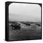 Buffalo, Yellowstone National Park, Usa-HC White-Framed Stretched Canvas