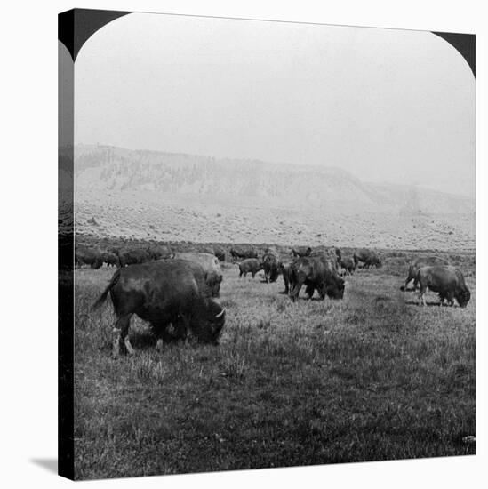 Buffalo, Yellowstone National Park, Usa-HC White-Stretched Canvas