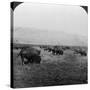 Buffalo, Yellowstone National Park, Usa-HC White-Stretched Canvas