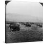 Buffalo, Yellowstone National Park, Usa-HC White-Stretched Canvas