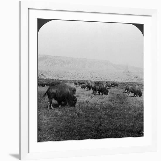 Buffalo, Yellowstone National Park, Usa-HC White-Framed Photographic Print