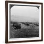 Buffalo, Yellowstone National Park, Usa-HC White-Framed Photographic Print