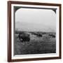 Buffalo, Yellowstone National Park, Usa-HC White-Framed Photographic Print