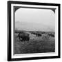 Buffalo, Yellowstone National Park, Usa-HC White-Framed Photographic Print