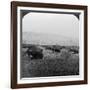 Buffalo, Yellowstone National Park, Usa-HC White-Framed Photographic Print