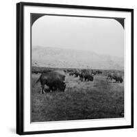 Buffalo, Yellowstone National Park, Usa-HC White-Framed Photographic Print