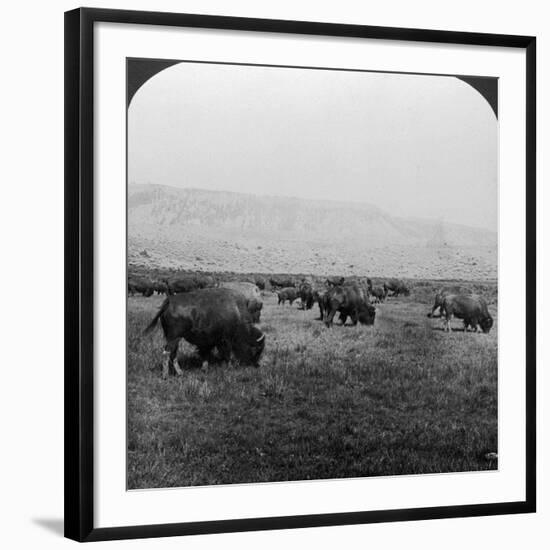 Buffalo, Yellowstone National Park, Usa-HC White-Framed Photographic Print