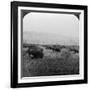 Buffalo, Yellowstone National Park, Usa-HC White-Framed Photographic Print