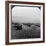 Buffalo, Yellowstone National Park, Usa-HC White-Framed Photographic Print