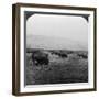 Buffalo, Yellowstone National Park, Usa-HC White-Framed Photographic Print