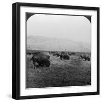 Buffalo, Yellowstone National Park, Usa-HC White-Framed Photographic Print