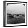 Buffalo, Yellowstone National Park, Usa-HC White-Framed Photographic Print