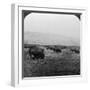 Buffalo, Yellowstone National Park, Usa-HC White-Framed Photographic Print