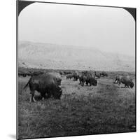 Buffalo, Yellowstone National Park, Usa-HC White-Mounted Photographic Print
