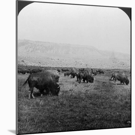 Buffalo, Yellowstone National Park, Usa-HC White-Mounted Photographic Print