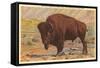 Buffalo, Yellowstone Park, Montana-null-Framed Stretched Canvas