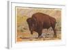 Buffalo, Yellowstone Park, Montana-null-Framed Art Print