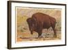 Buffalo, Yellowstone Park, Montana-null-Framed Art Print