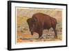 Buffalo, Yellowstone Park, Montana-null-Framed Art Print