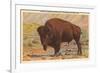 Buffalo, Yellowstone Park, Montana-null-Framed Premium Giclee Print