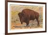 Buffalo, Yellowstone Park, Montana-null-Framed Premium Giclee Print