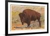 Buffalo, Yellowstone Park, Montana-null-Framed Premium Giclee Print