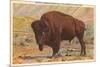 Buffalo, Yellowstone Park, Montana-null-Mounted Premium Giclee Print