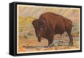 Buffalo, Yellowstone Park, Montana-null-Framed Stretched Canvas