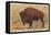 Buffalo, Yellowstone Park, Montana-null-Framed Stretched Canvas