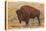 Buffalo, Yellowstone Park, Montana-null-Stretched Canvas