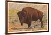 Buffalo, Yellowstone Park, Montana-null-Framed Art Print