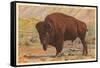 Buffalo, Yellowstone Park, Montana-null-Framed Stretched Canvas