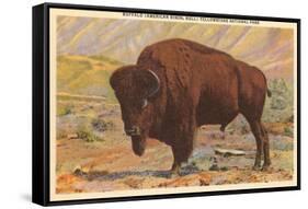 Buffalo, Yellowstone Park, Montana-null-Framed Stretched Canvas