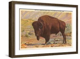 Buffalo, Yellowstone Park, Montana-null-Framed Art Print