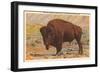 Buffalo, Yellowstone Park, Montana-null-Framed Art Print