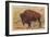 Buffalo, Yellowstone Park, Montana-null-Framed Art Print