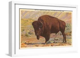 Buffalo, Yellowstone Park, Montana-null-Framed Art Print