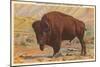 Buffalo, Yellowstone Park, Montana-null-Mounted Art Print