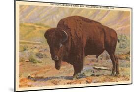 Buffalo, Yellowstone Park, Montana-null-Mounted Art Print