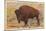 Buffalo, Yellowstone Park, Montana-null-Mounted Art Print