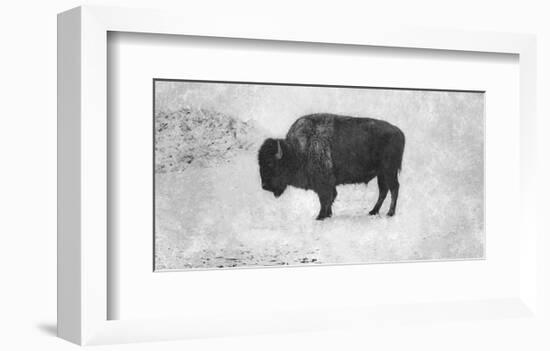 Buffalo-Trent Foltz-Framed Art Print