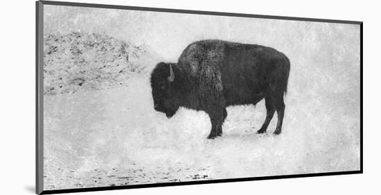 Buffalo-Trent Foltz-Mounted Art Print