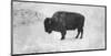 Buffalo-Trent Foltz-Mounted Art Print