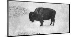 Buffalo-Trent Foltz-Mounted Art Print