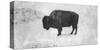 Buffalo-Trent Foltz-Stretched Canvas