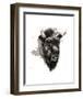 Buffalo-Philippe Debongnie-Framed Art Print