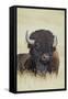 Buffalo-DLILLC-Framed Stretched Canvas