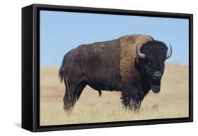 Buffalo-DLILLC-Framed Stretched Canvas